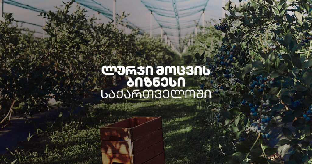 ლურჯი მოცვის ბიზნესი საქართველოში: ღირს ინვესტიცია?