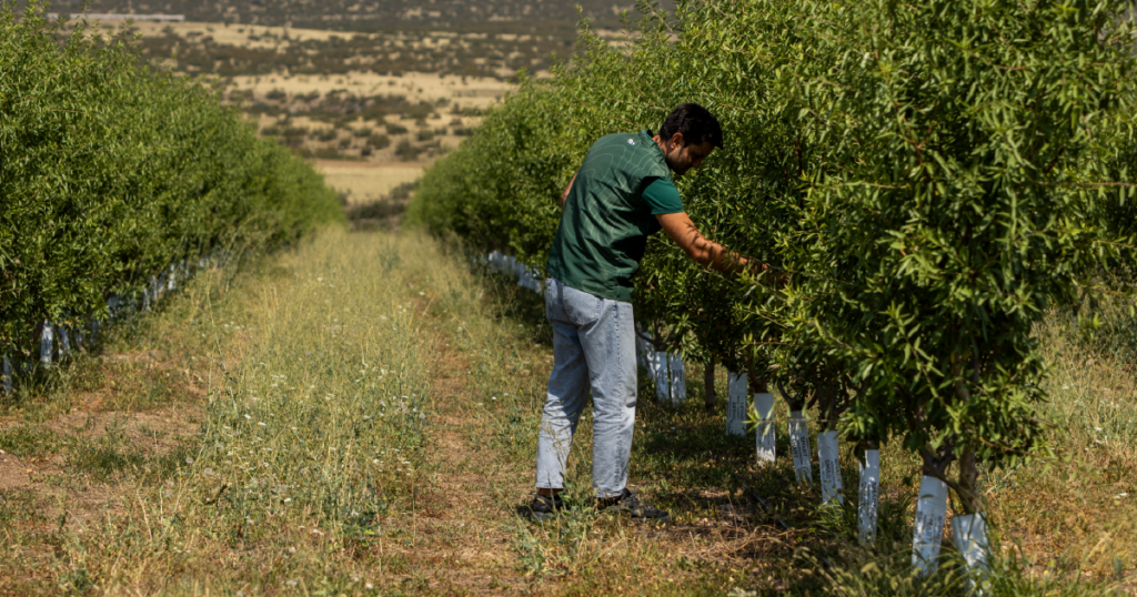 აგრობიზნესი: „მკისას“ წარმატება თანამედროვე ტექნოლოგიებით