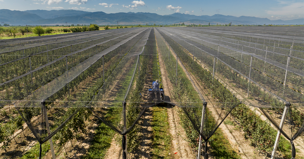 აგრო ბიზნესის საიდუმლო: როგორ მოიპოვოთ დაფინანსება?