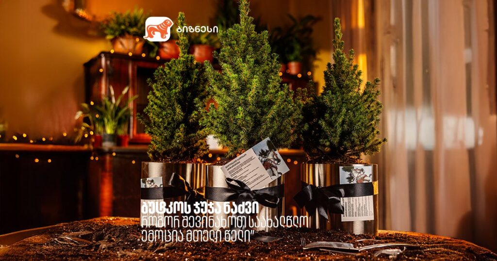 ბუტკოს ჯუჯა ნაძვი | როგორ შევინახოთ საახალწლო ემოცია მთელი წელი